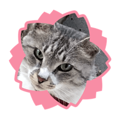 サバトラ猫　カリーノちゃん