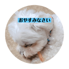 マロンミヤハラ