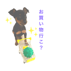 ミニピン・チャーリー