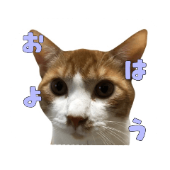 癒やし猫ちゃんスタンプ第1弾