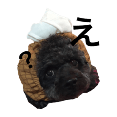 私の名前はプー太です。