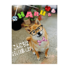 柴犬のハルちゃん②