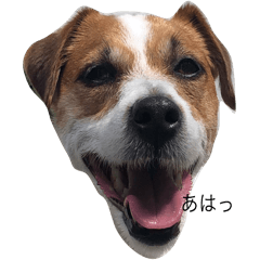 JackRussellTerrier Solana boy