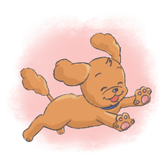 トイプードルのファーちゃん