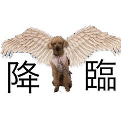 大橋ん家のいっぬ！！！！