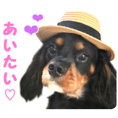 キャバリア・クッキーの一日