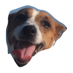 いつも元気なジャックのリック