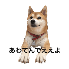 柴犬しーちゃん