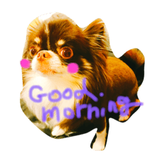 チワワのクロエさん