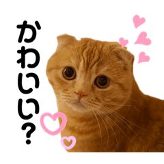 4にゃんのスコティッシュフォールドの日常