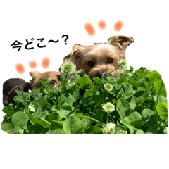 きゃわいい我が子