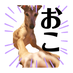 ドビーは悪い子