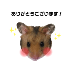 ゴールデンハムスターのタロウくん