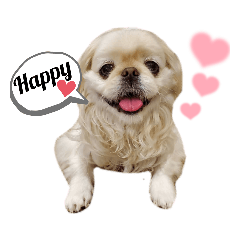 マロ&ルル★ペキニーズの気持ちpart1★