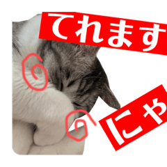 鯖トラ彗星 ニャア