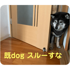 黒柴・ノアチンマイケルJr.