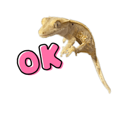 らいのはちゅたち