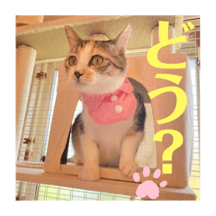 パステル三毛猫ネネ②