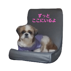 シーズー小虎の心の声③