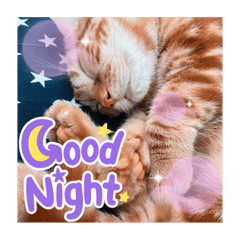 猫のだいふくさん2