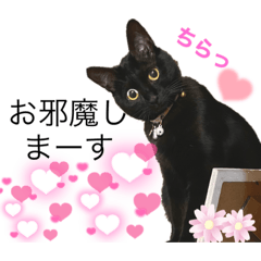黒猫にこの日常使いスタンプ