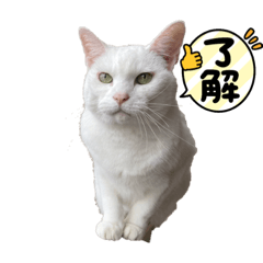 マロンちゃん_ねこ