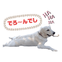 二代目犬れいNo.3