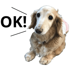 てんてんといいます