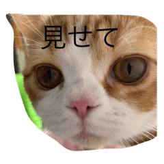 茶々丸(猫)です
