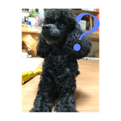 いぬの日常Go Go