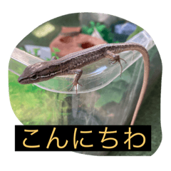 可愛いカナヘビスタンプ