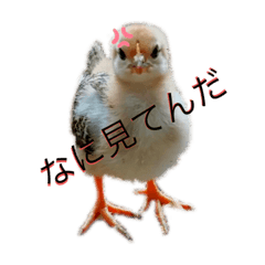 使いやすさ＜可愛さ！