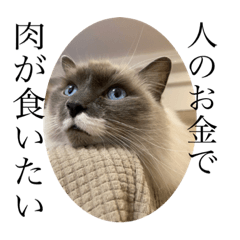 宇宙一可愛い猫ちゃんのスタンプ