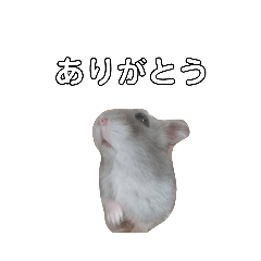 きなこスタンプ(ジャンガリアンハムスター)