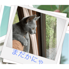 猫のスタンプ。マリン♡