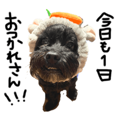 シャクレ犬の日常