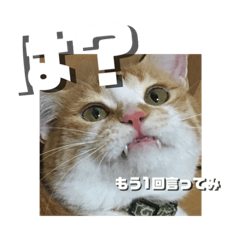 ししまる君です。