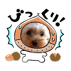 ヨーキーだいふくん3