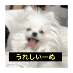 字幕犬 やや使いやすいver(かわいーぬ)