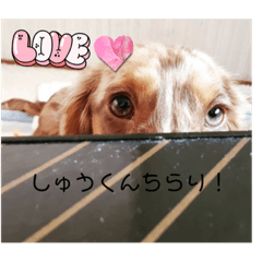 柊君ミニチュアダックス