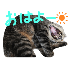 キジトラの毎日元気いっぱい♪スタンプ
