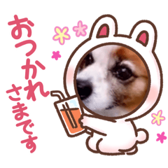 マイペな私とぺろの日常(ぺろ)スタンプ