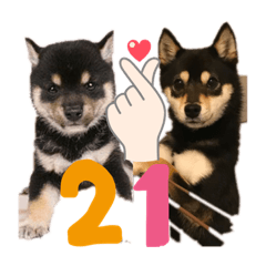 フタイチスタンプ