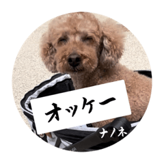 今日のぷうちゃん。  〜メッセージ編〜