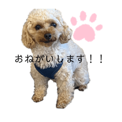 かわいいぴーすけ