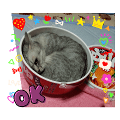 にゃんこたちよ