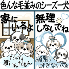 【BIG】シーズー犬『色んな毛並みの子』