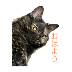 サビ猫マンチカン！くろみつスタンプ