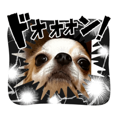 ちゃまめデーす