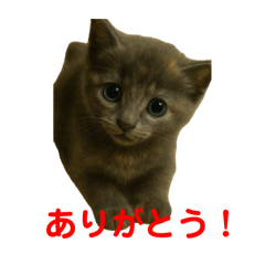 BELL VILLAGE with CAT